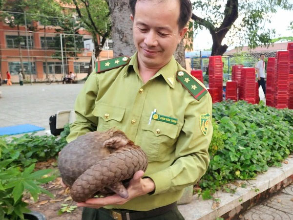 Liên tục phát hiện động vật quý hiếm sau đêm mưa ở TPHCM: Nguyên nhân do đâu?