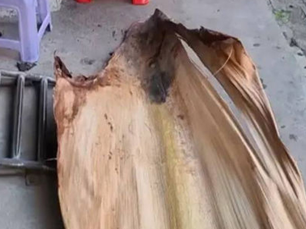 Người đàn ông bị giập thận, gãy xương sống vì lá rơi trúng đầu