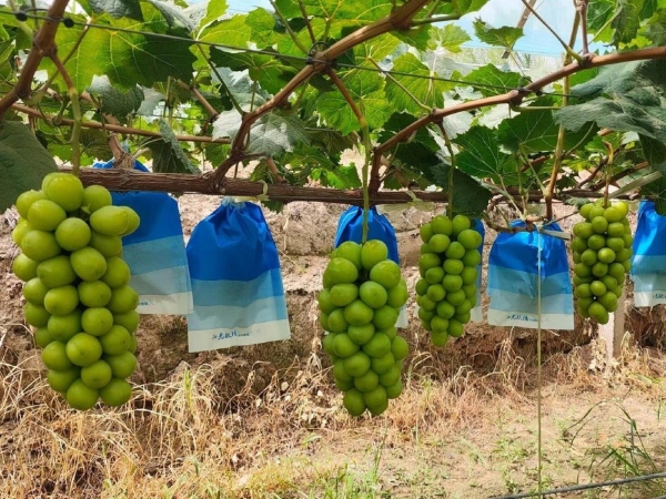Thêm một nước ASEAN điều tra thông tin nho Shine Muscat nhiễm thuốc trừ sâu