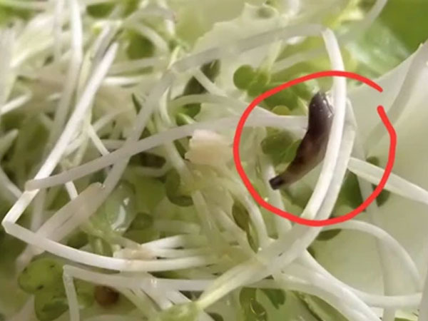Rau sống ở khách sạn 4 sao Đà Lạt có... ốc sên