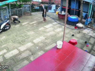 Con rắn dài cả mét 'đi lạc' vào sân nhà, hành động của nam thanh niên xăm trổ khiến tất cả xây xẩm mặt mày