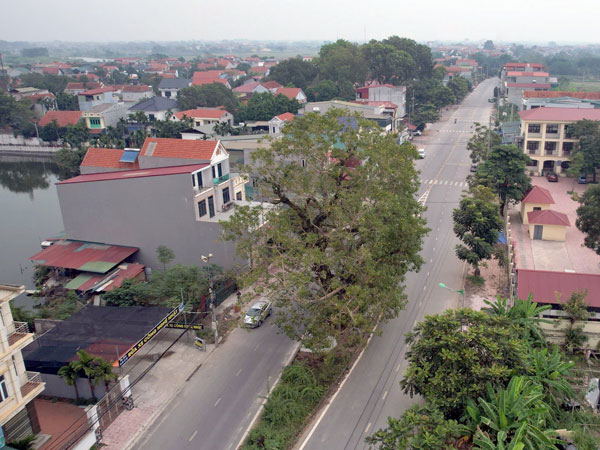 Cây bồ đề trăm tuổi nằm giữa đường ở Vĩnh Phúc, không ai dám tỉa cành