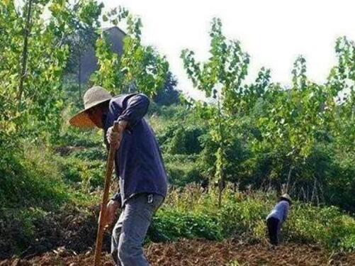 Bị rắn cắn, lão nông vác cuốc trả thù, chẳng ngờ đào được kho báu tầm cỡ quốc gia: Cảnh sát ập đến!
