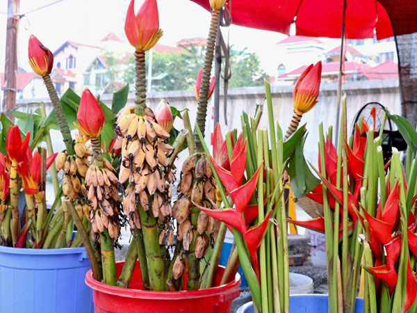 Rộ mùa hoa chuối rừng tại Hà Nội