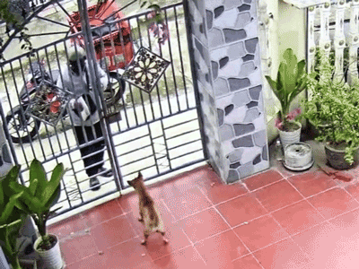Shipper giao hàng nhưng chủ không có nhà, hành động của chú chó gây choáng: 'Sao khôn dữ vậy'