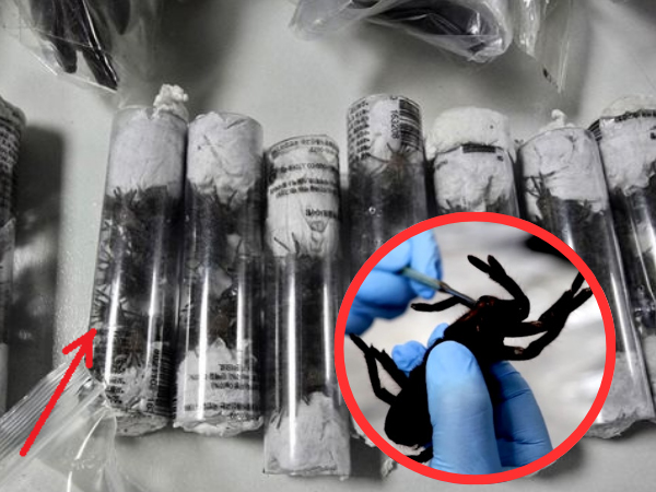 Nhét hơn 300 con nhện góa phụ đen, 110 con rết độc vào túi đeo ở bụng, gã đàn ông bị bắt khẩn tại sân bay