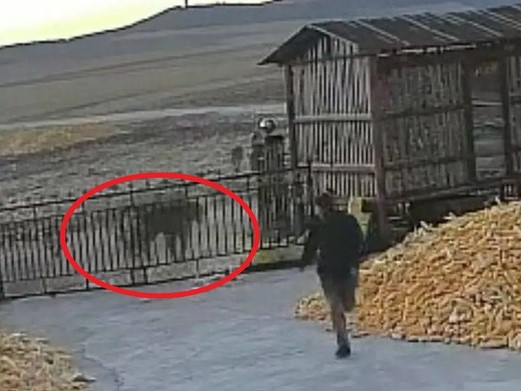 Hổ dữ phá tung cổng sắt nhà dân để 'săn người': Camera ghi cảnh đụng độ giữa người và hổ đầy 'nghẹt thở'