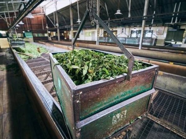Trung Quốc nhập hàng nghìn tấn 'vàng trên cây' của Việt Nam: diện tích trồng gấp 14 lần, có bao nhiêu mua bấy nhiêu
