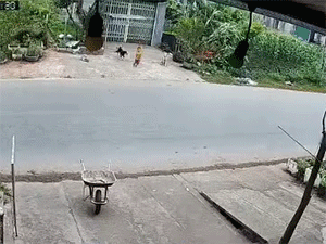 Đang chơi trước cổng nhà, bé trai bỗng chạy thẳng sang đường khiến xe khách suýt gặp 'oan gia'