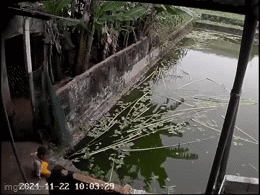 1 phút thót tim dưới ao của bé 3 tuổi, người bố hé lộ sự tình