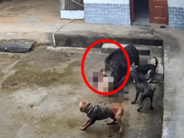 Lao vào nhà dân, lợn rừng hung bạo 'đoạt mạng' nạn nhân chỉ trong vài phút: Hiện trường vụ việc đầy ám ảnh
