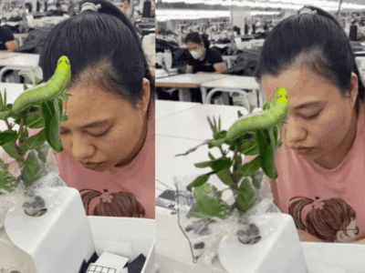 Rùng mình khi thấy cô gái đưa thứ này đến chỗ làm, đồng nghiệp 'khóc thét' không dám đến gần