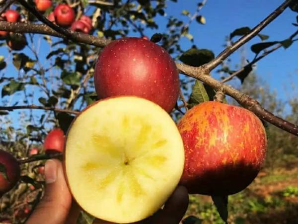 Được quảng cáo ngon như hàng Nhật giá tiền triệu, loại quả 10.000 đồng/kg này có gì mà hấp dẫn đến vậy?