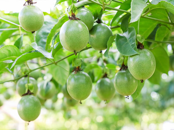 Tin vui: Loại trái cây triệu đô Việt Nam lọt top đầu cung ứng toàn cầu sẽ được 'bay' sang Mỹ