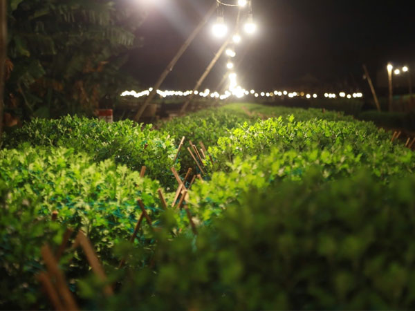 Chong đèn, đánh lừa ‘không cho hoa ngủ’ ở thủ phủ hoa cúc trước Tết