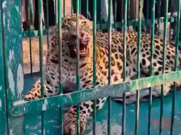 Báo hoa mai ẩn nấp ở nhà dân để 'săn người', bé 2 tuổi phản kháng trong tuyệt vọng: Hiện trường gây ám ảnh