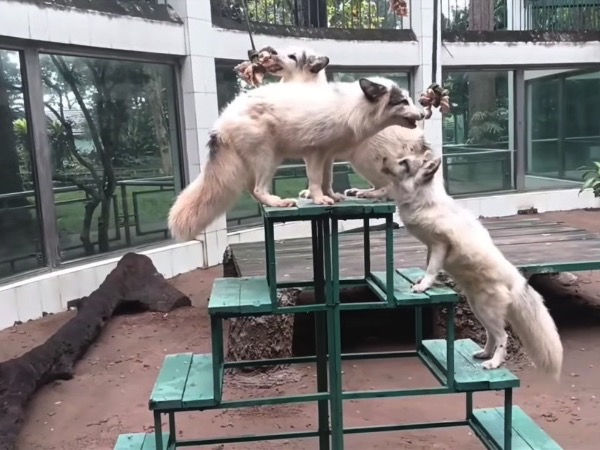 Thảo Cầm Viên lại gây sốt: Xuất hiện loài vật thuộc 'dòng họ hồ ly', dân tình thi nhau khen quyến rũ