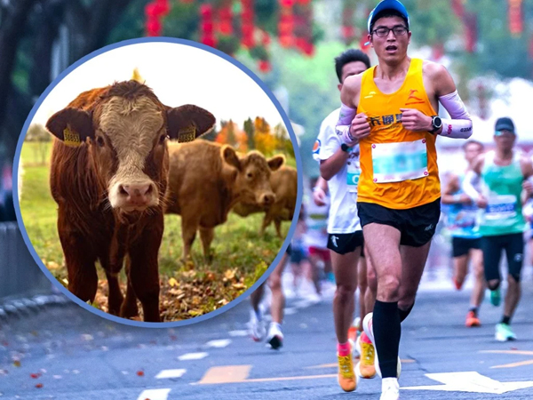 Kỳ lạ giải marathon trao tặng gà, bò cùng nhiều đồ lạ cho người về nhất