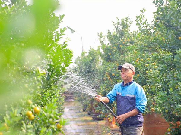 Quất chuyển sắc vàng, nhà vườn Tứ Liên tất bật cho vụ Tết