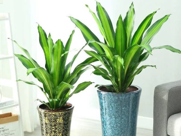 4 cây cảnh dưỡng người, chiêu tài lộc, hút vận may, nhà giàu nào cũng thích