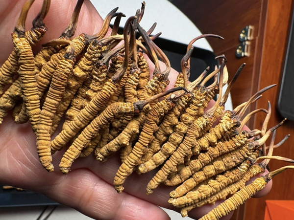 ‘Sâu cỏ’ khô đổ bộ thị trường Việt, giá 2,5 tỷ đồng/kg vẫn cháy hàng
