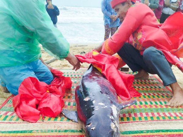 Xác cá voi nặng hơn 100kg đầy thương tích trôi dạt vào bờ biển Bình Định