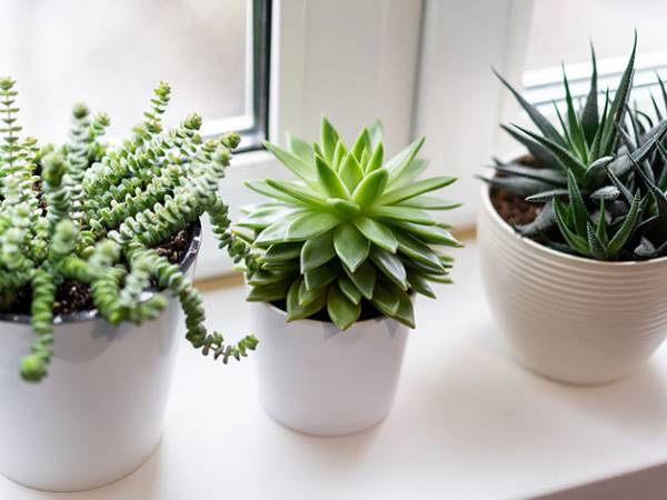 12 con giáp nên trồng cây gì để phát tài vượng lộc, tiền tự động chảy vào túi?