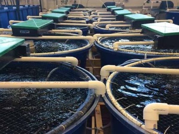 Mỹ, Trung Quốc đua từng triệu USD tranh mua một sản vật của Việt Nam - là mặt hàng nước ta xuất khẩu đứng thứ 2 thế giới