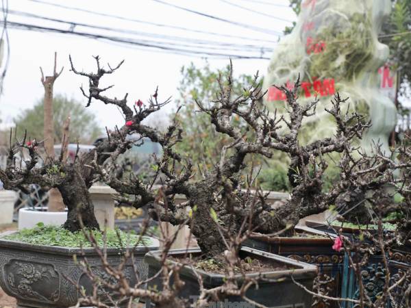 Chiêm ngưỡng 'vua của các loài đào' nằm phòng điều hoà chờ hoa nở đúng dịp Tết Nguyên đán