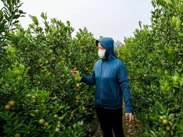 Chốt đơn khủng xong, nhiều chủ vườn ở thủ phủ quất cảnh miền Bắc 'nghỉ Tết' sớm