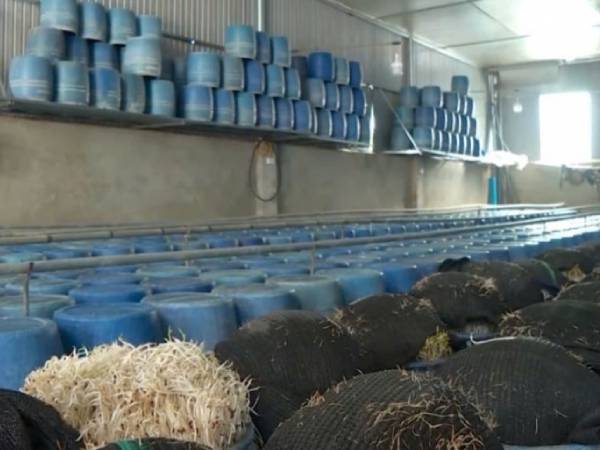 Bán giá đỗ ngâm hoá chất tại các cửa hàng ở Đắk Lắk: Bách hóa Xanh nói gì?