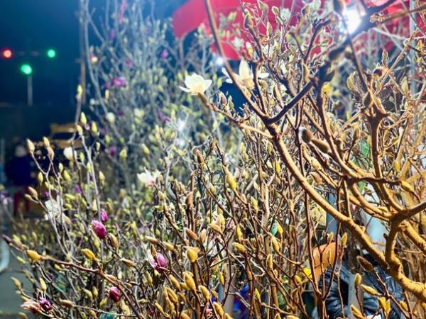 Loại hoa có giá tiền triệu, mang hương thơm đặc biệt được chị em thi nhau ‘săn lùng’ chơi Tết
