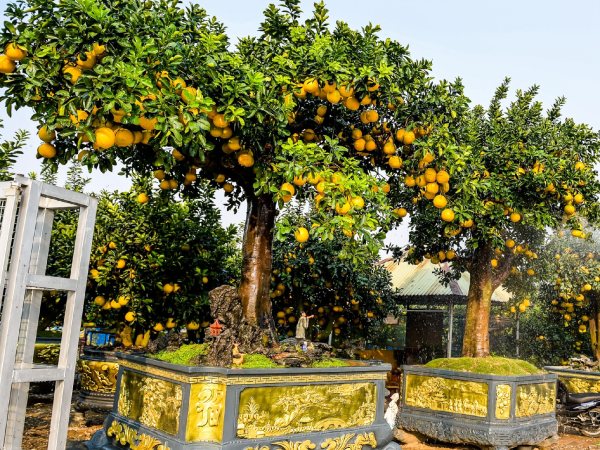 'Siêu bưởi cảnh' cổ thụ đón Tết, khách trả hơn nửa tỷ đồng chủ không bán
