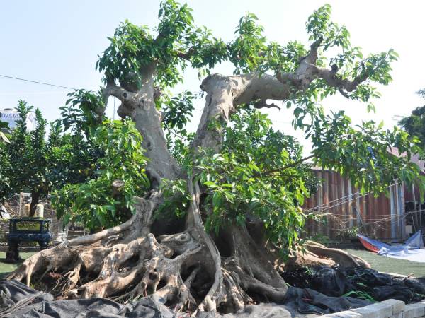 Cây dại thành bonsai tiền tỷ, có người mang xe Camry đến đổi chủ nhân vẫn lắc đầu