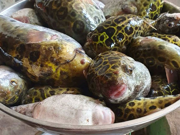 Ăn cá nóc, 5 người ngộ độc, 1 người tử vong
