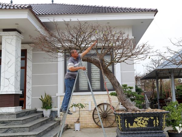 Bán 4 cây mai vàng, người nông dân ở Quảng Ninh đủ tiền xây nhà đẹp