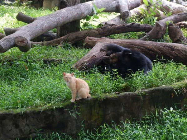 Thực hư chuyện mèo hoang làm thức ăn cho cá sấu tại Thảo Cầm Viên Sài Gòn