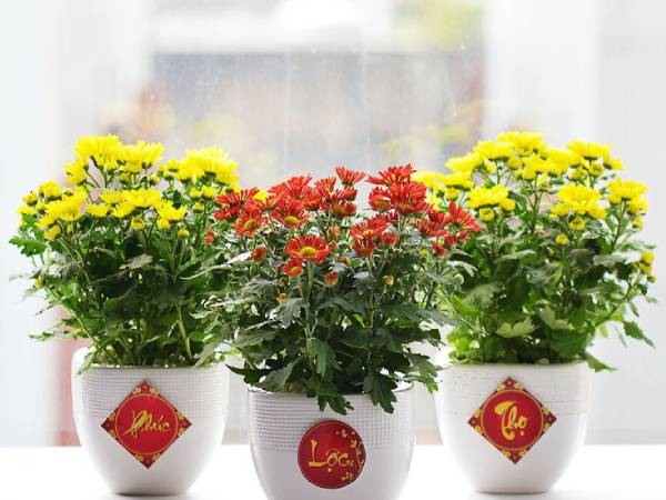 Top 10 loại hoa trưng Tết mang ý nghĩa may mắn, cát tường