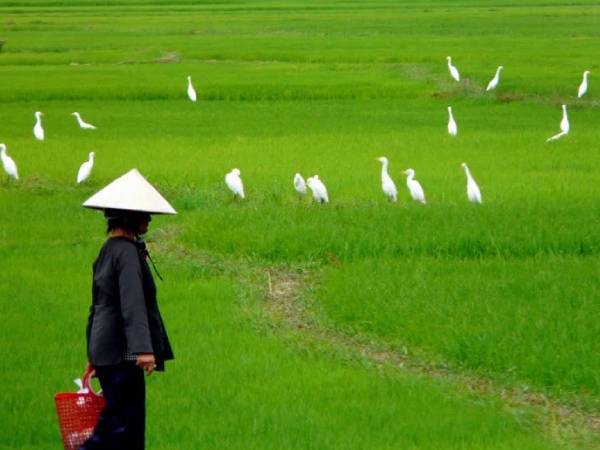 Con dâu mất việc, mẹ chồng từ quê lên làm điều không ngờ