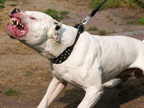 Chó pitbull 'đoạt mạng' chủ, hiện trường tìm thấy thương tâm: Thi thể không còn nguyên vẹn