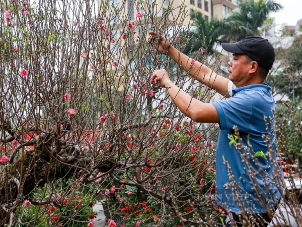 Đào, quất xuống phố 'ngóng' người mua, giá bán cao hơn mọi năm