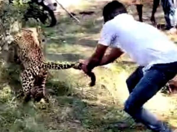 Người đàn ông liều lĩnh dùng tay không bắt báo hoa mai và cái kết