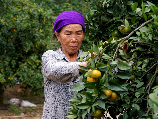 Vợ chồng lão nông Thanh Hóa bỏ túi tiền tỷ mỗi năm nhờ vườn cây ăn quả