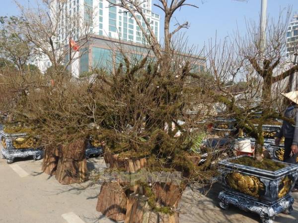 Dân chơi mạnh tay chi tiền mua đào cổ rêu phong đón Tết