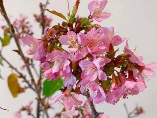 5 loại hoa nhập khẩu giá rẻ, chỉ từ vài chục nghìn đồng/bó lại thành hot trend được hội chị em "săn lùng" chơi Tết sớm
