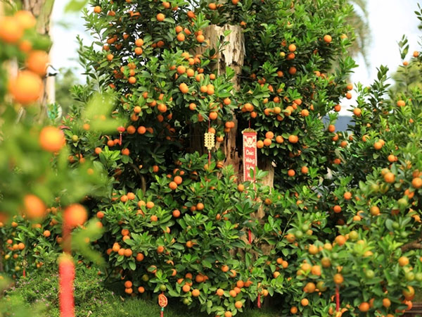 Không khí Tết tràn ngập phố phường Hà Nội: Ảnh hưởng của bão nhưng 1 điều vẫn không hề thay đổi với năm trước