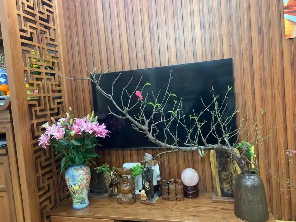 Cành đào huyền có giá 'ngã ngửa', chính chủ đăng ảnh lập tức có người trả gấp 10 lần giá mua!