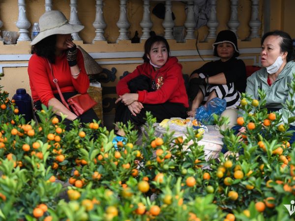 Đào, quất Tết bị chê kém sắc, một mặt hàng 'khá lạ' bỗng đắt khách