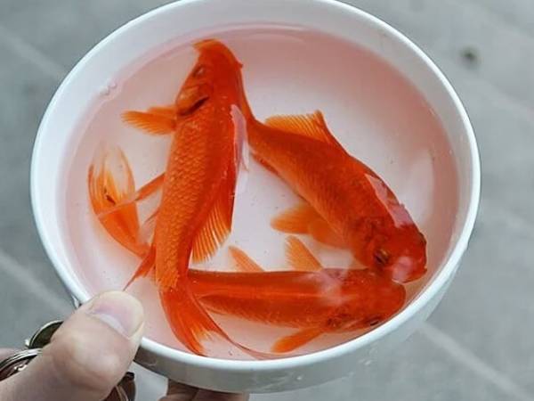 Cúng Ông Công Ông Táo có nhất thiết phải là cá thật? Dùng cá giả có sao không?