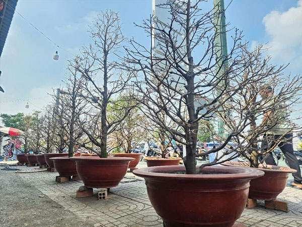 Mai Tết bắt đầu 'tràn' ra đường, không khí Tết tràn ngập TP HCM